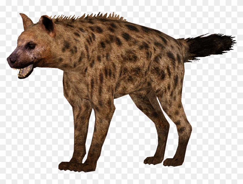 Spotted Hyena Clipart #2577476