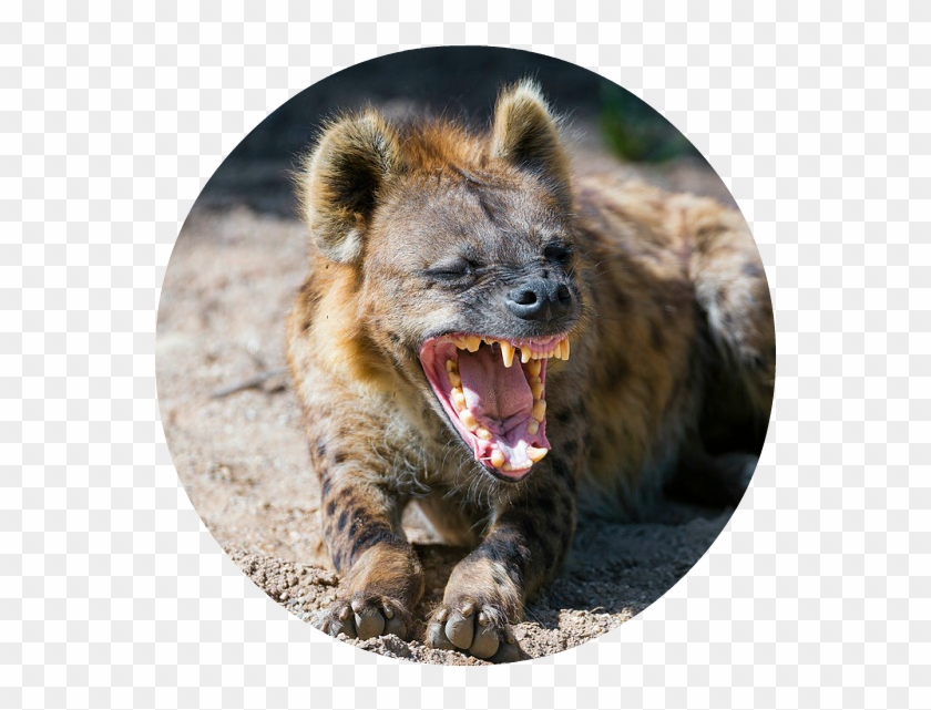 Cheetah Predators , Png Download - Hyena Mouth Clipart #2577561