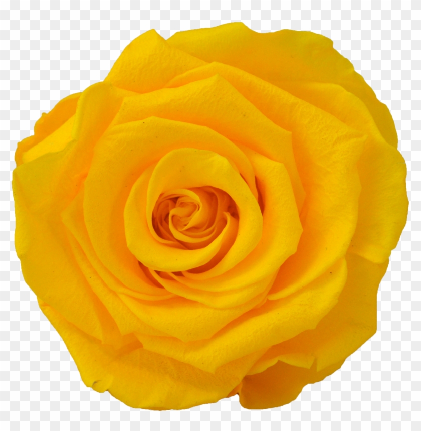 Nine Rose Cube - Floribunda Clipart #2581489