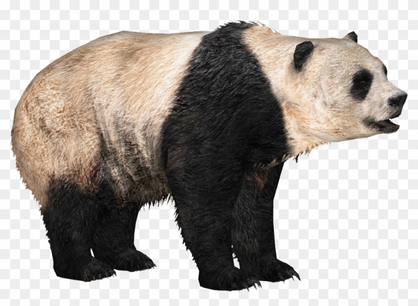 Giant Panda .png Clipart