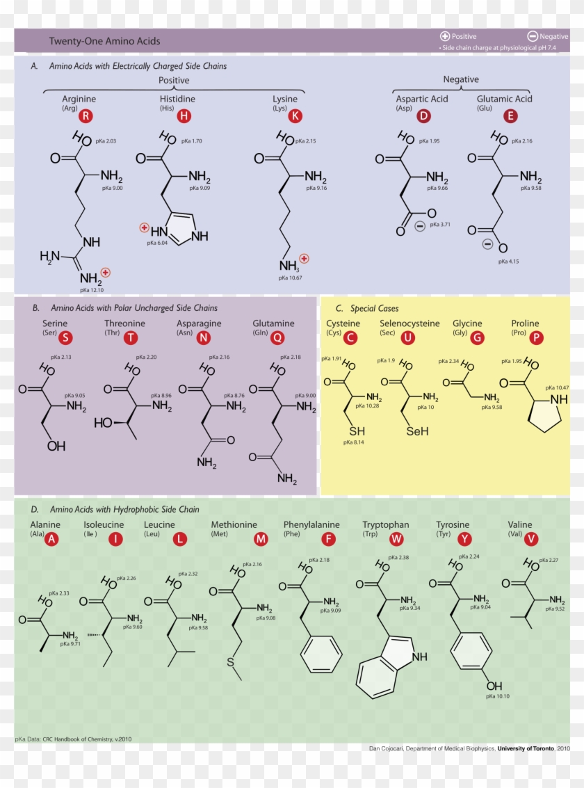 1000px-amino Acids - Svg Clipart #2583982