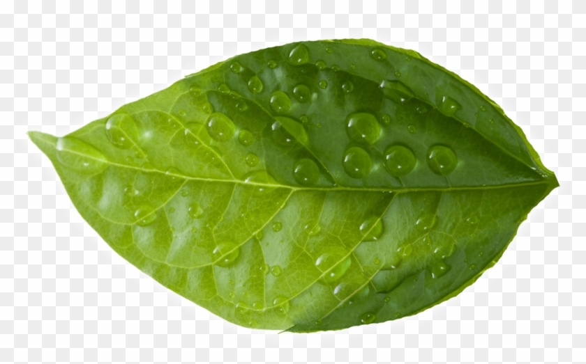 Leaf - Green Leaves Clipart #2584127