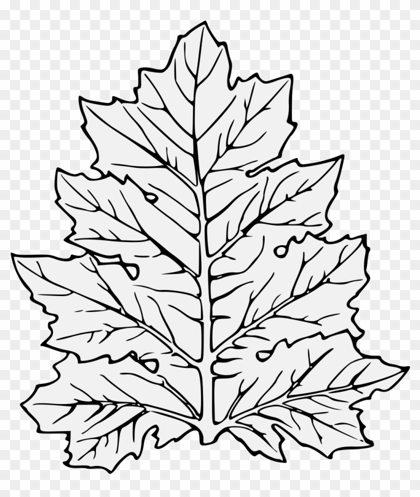 Acanthus Leaf - Leaf Clip Art - Png Download #2584457