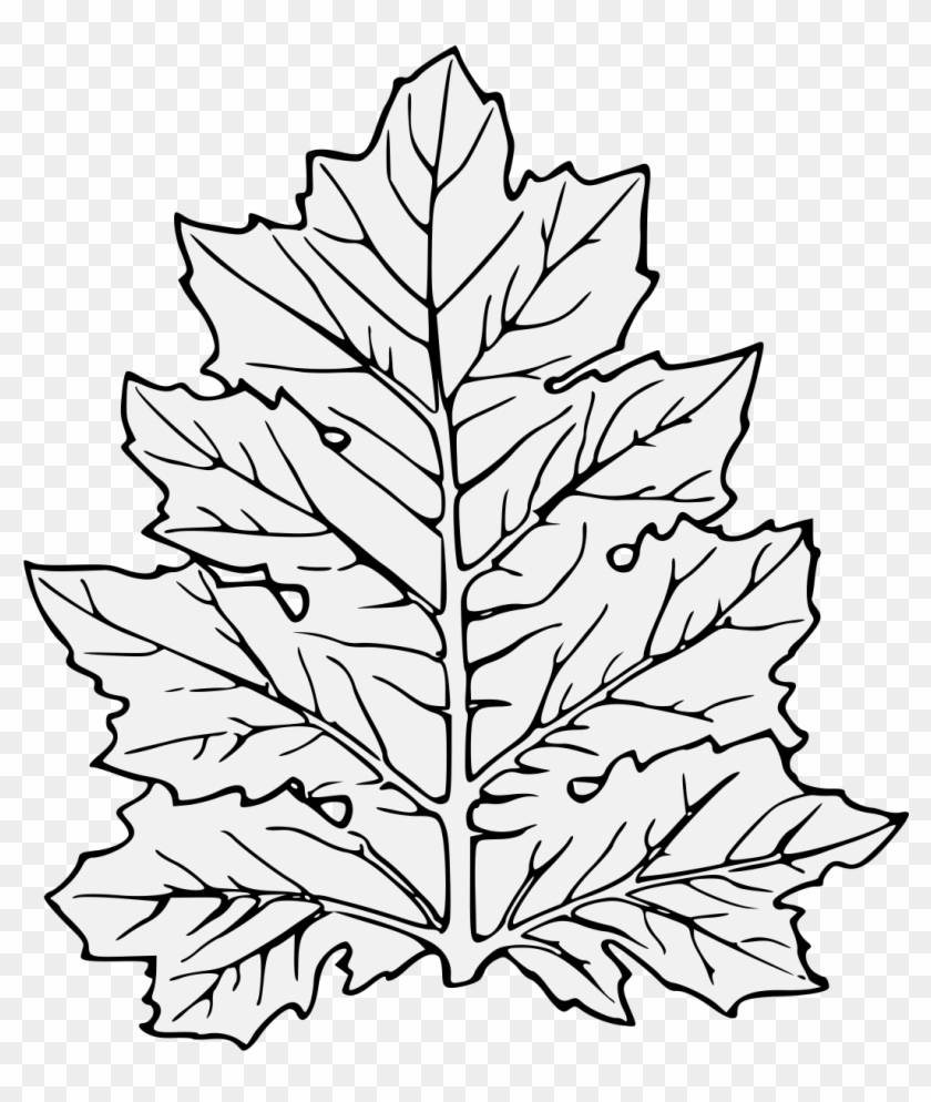 Acanthus Leaf - Leaf Clip Art - Png Download