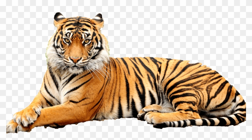 Download Tiger Png Transparent Images Transparent Backgrounds - Point Defiance Zoo & Aquarium Clipart #2586495