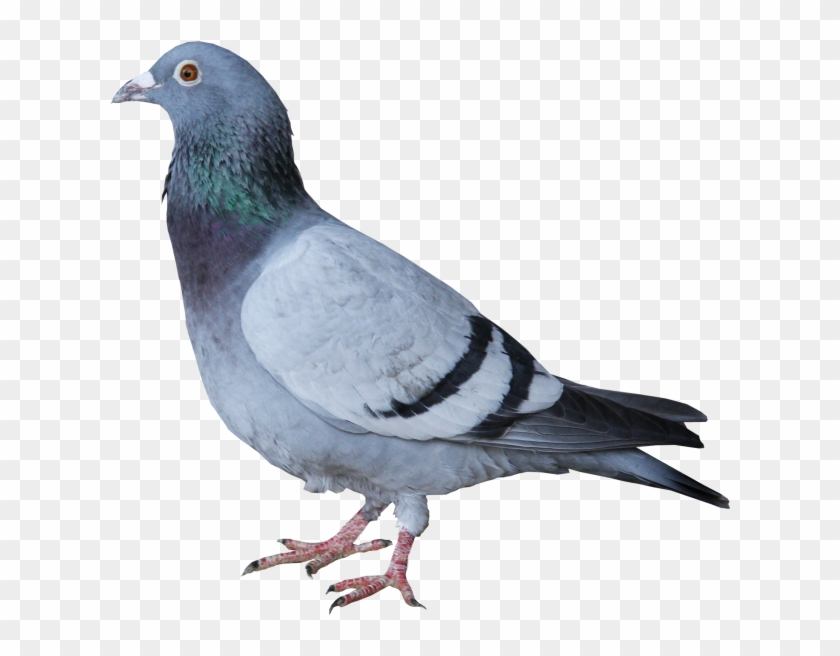 Download High Resolution Png - Stock Dove Clipart