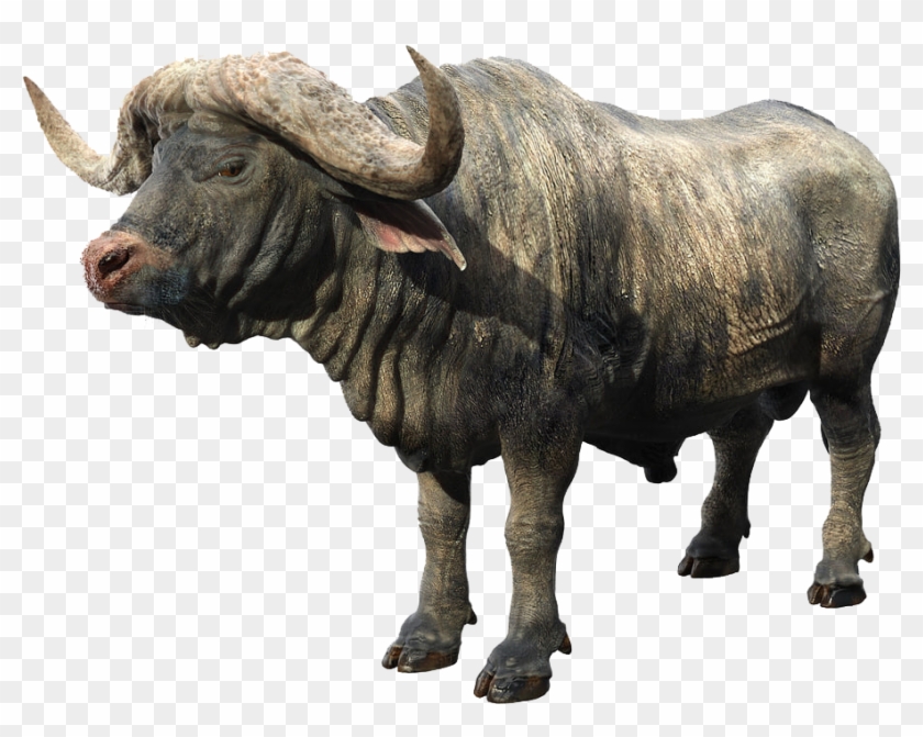 African Buffalo Png Background - African Buffalo Png Clipart #2586619