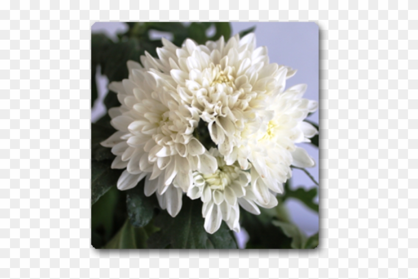 Shevanti Chrysanthemum White Plant - White Shevanti Plant Clipart #2587958