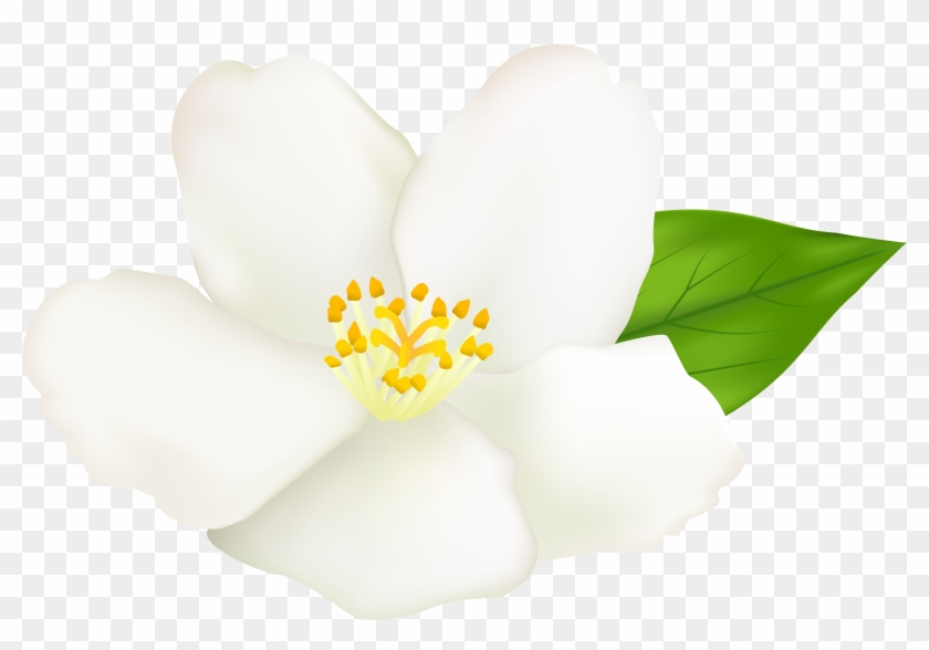 Magnolia Flower Clipart At Getdrawings - Sacred Lotus - Png Download #2588026