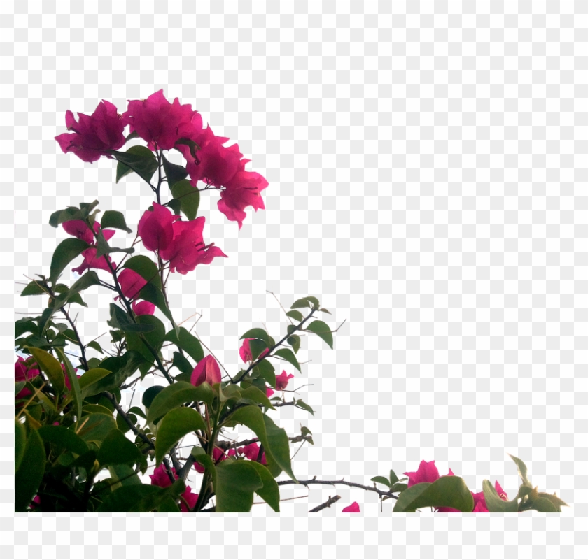 Elimina Rápidamente Estas Plantas De Tu Hogar - Transparent Nature Png Clipart #2588889
