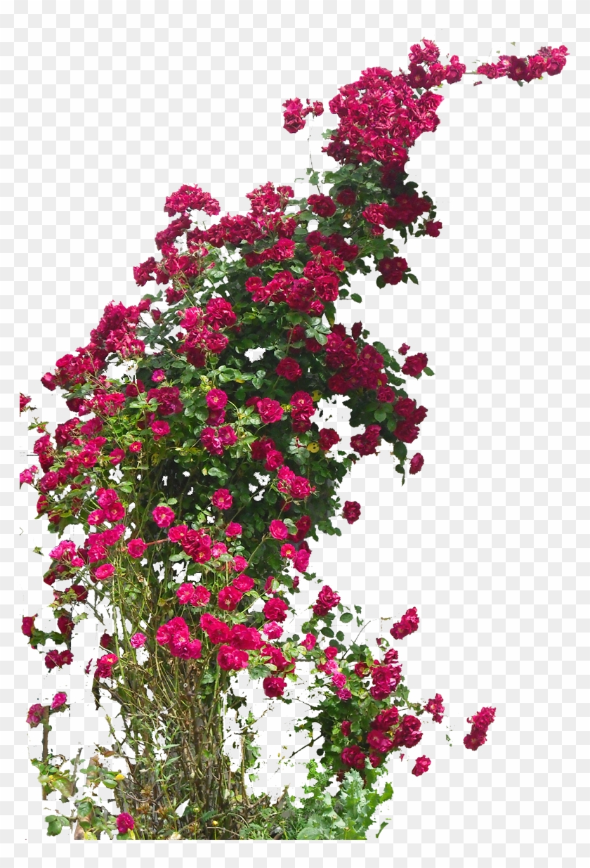 Flower Plant ❤ Liked On Polyvore Featuring Home, Home - Climbing Plant With Flowers Png Clipart