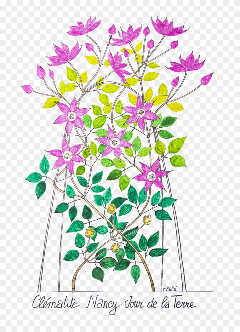 Pre-order The Clematis Nancy - Bouquet Clipart