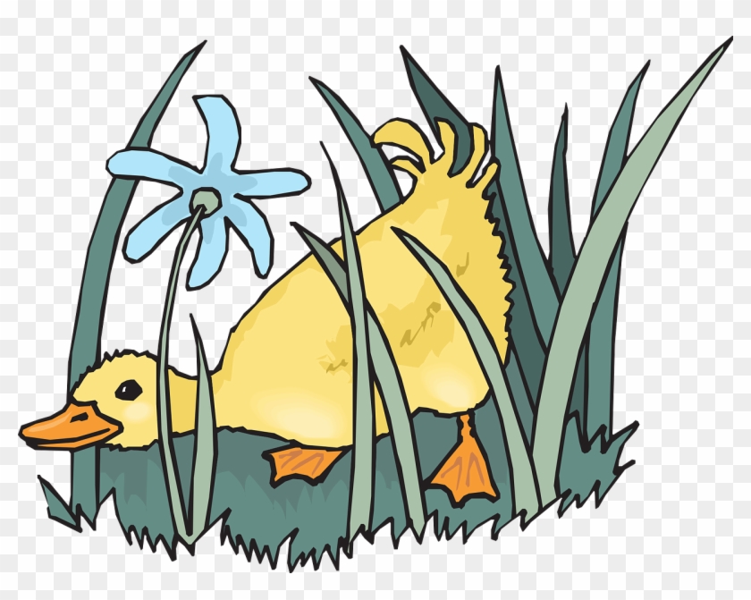 Duck In A Farm Clip Art - Png Download