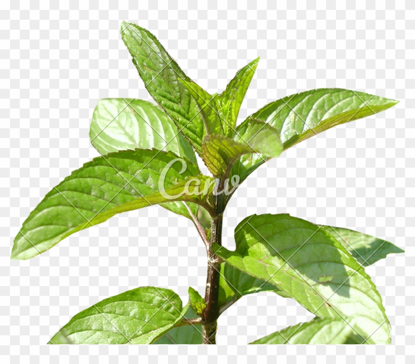 Png Photos By Canva - Bay Laurel Clipart #2590782