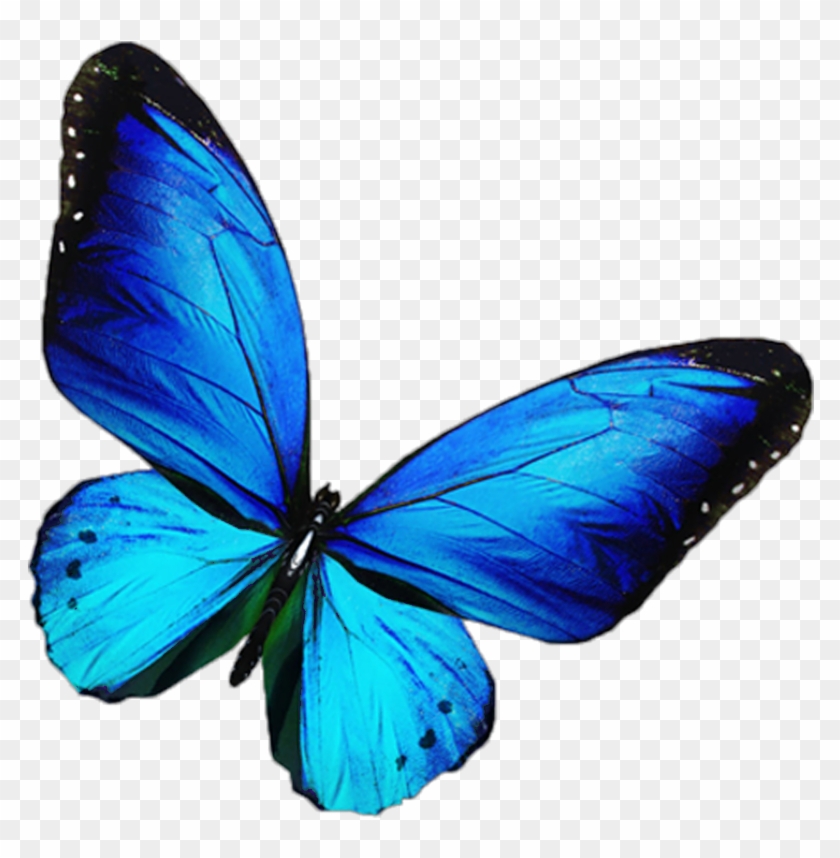 #butterfly #mariposa #tumblr #blue - Pink And Black Butterflies Clipart #2591078