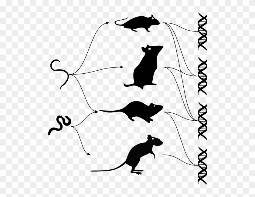 Mouse Dna Parasite Evolution - Parasite Dna Clipart #2591384