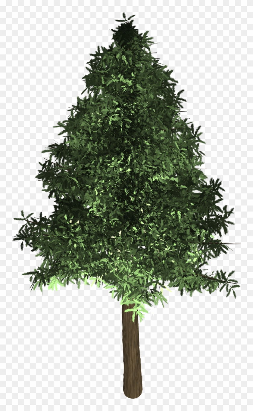 Tree Evergreen Isolated Pine Png Image Clipart
