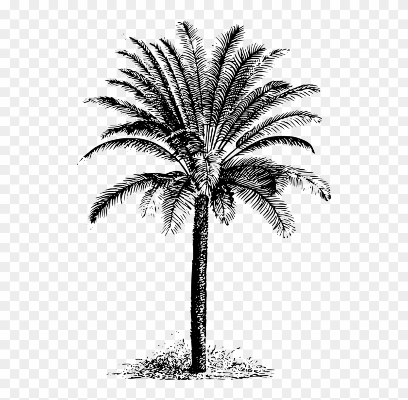Katpiss Evergreen Drawing By Hireasamurai - Date Tree Clipart Black And White - Png Download #2591834