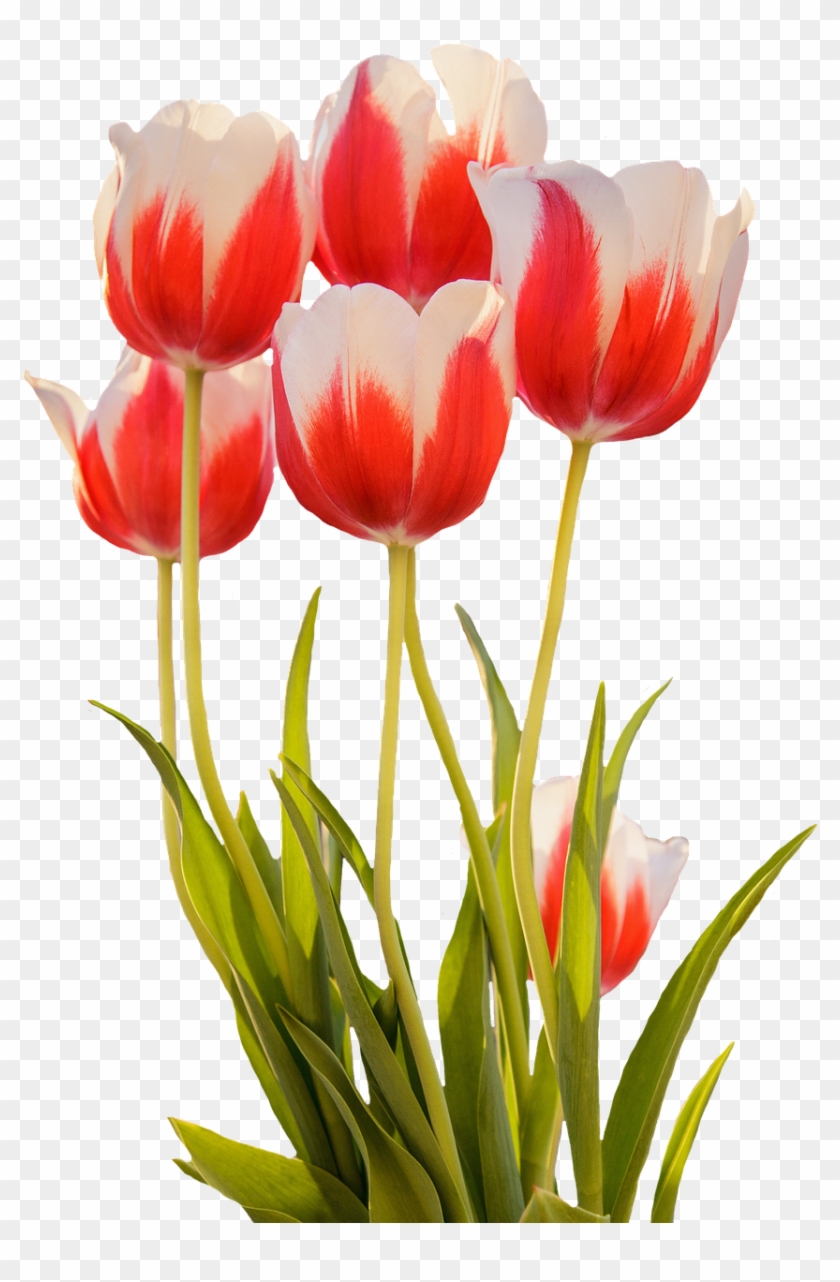 Tulips Red Spring Flower Png Image - Red Spring Flowers Png Clipart #2595219