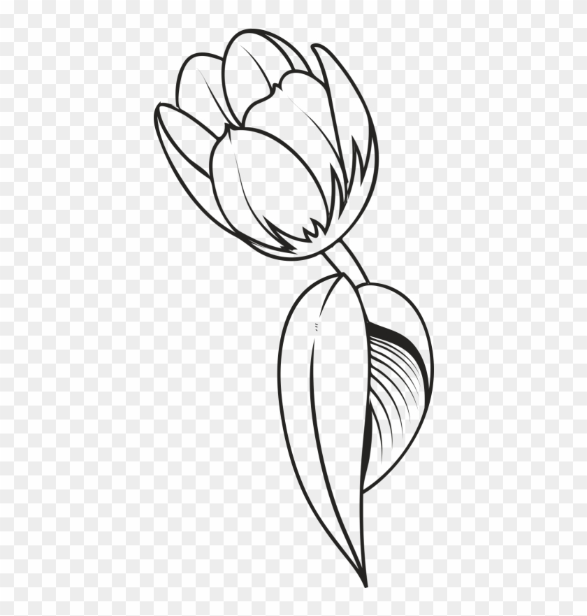 Tulip Flower Drawing - Tulip Flower Drawing Png Clipart #2595889