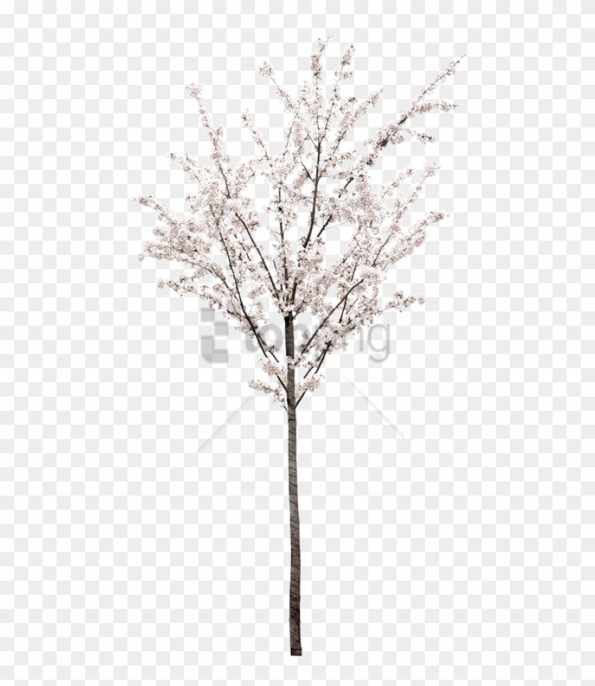 Free Png Spring Tree Png Png Image With Transparent - White Cherry Blossom Tree Png Clipart #2595972