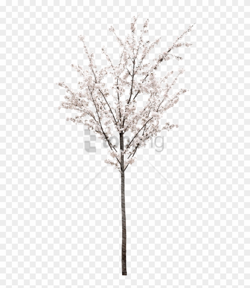 Free Png Spring Tree Png Png Image With Transparent - White Cherry Blossom Tree Png Clipart