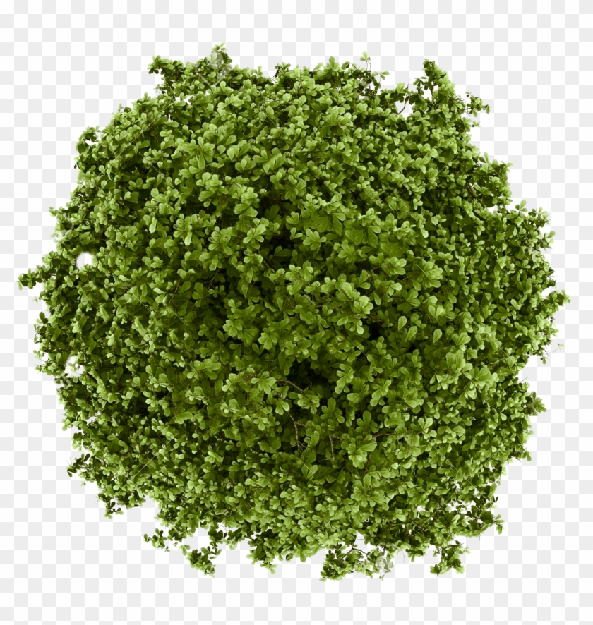 Bush Drawing Plan View - Tree Cut Out Top View Clipart