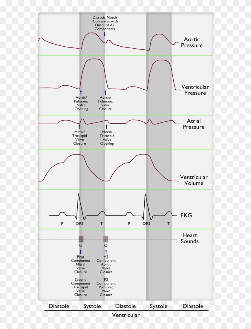 Normal Cardiac Cycle - Heart Murmur Cardiac Cycle Clipart
