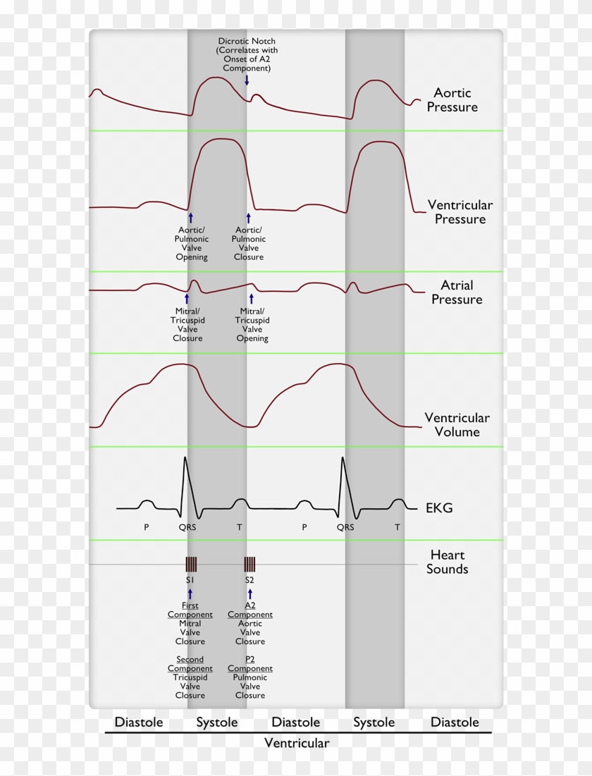Normal Cardiac Cycle - Heart Murmur Cardiac Cycle Clipart #2596948
