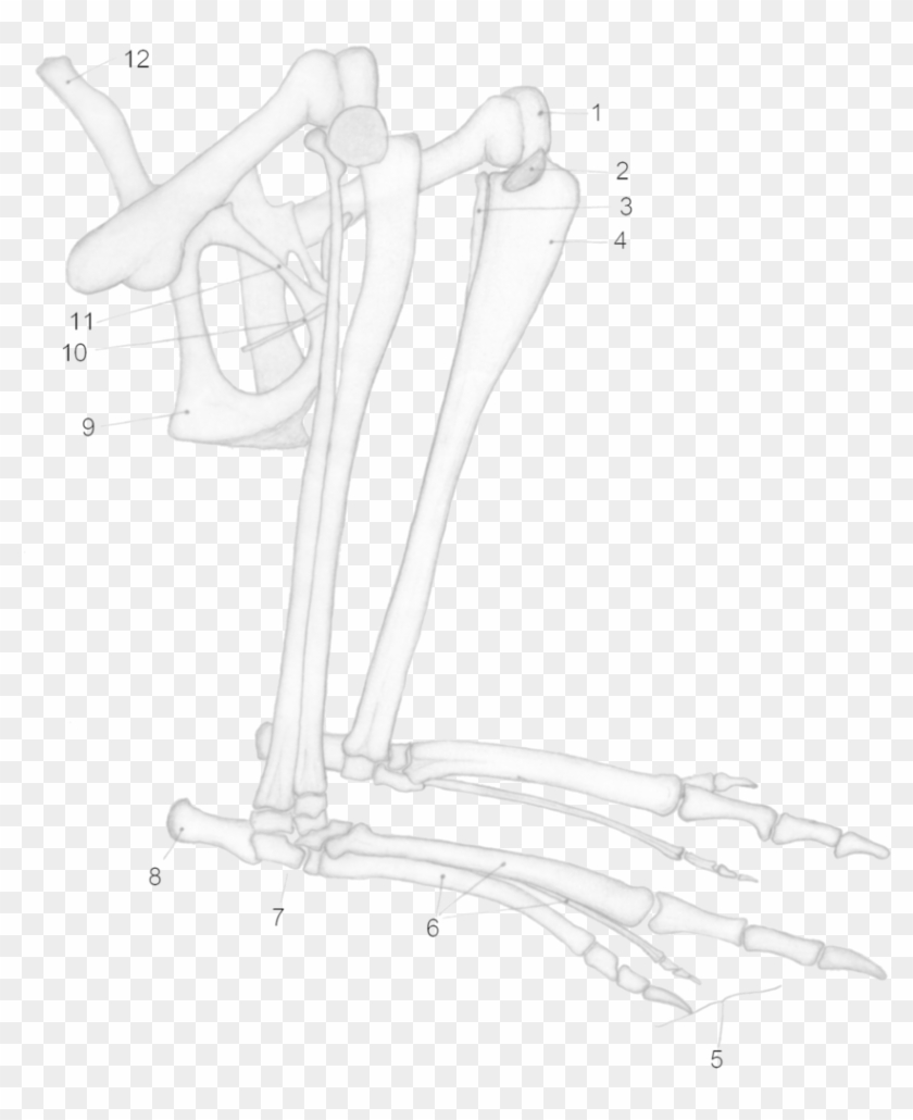 Macropus Major Hind Legs - Kangaroo Bone Clipart #260171