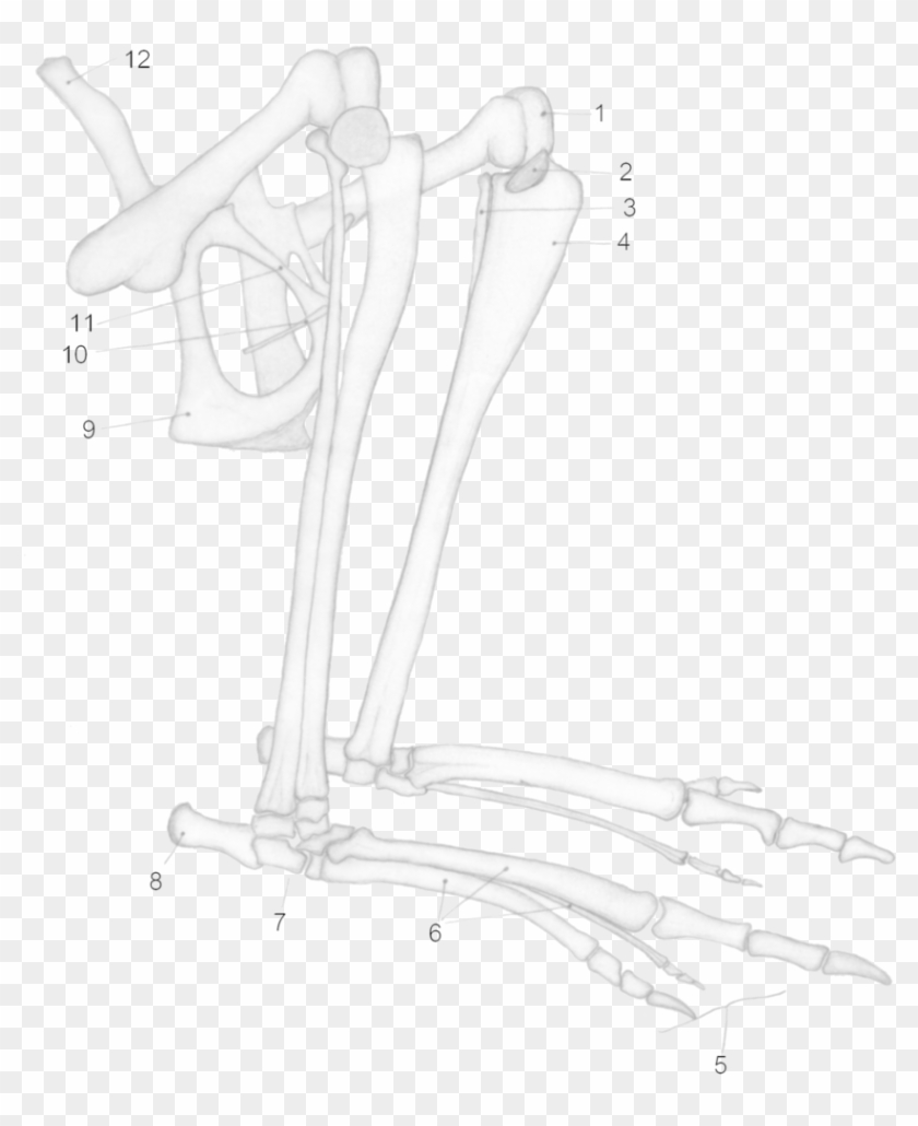 Macropus Major Hind Legs - Kangaroo Bone Clipart #260171