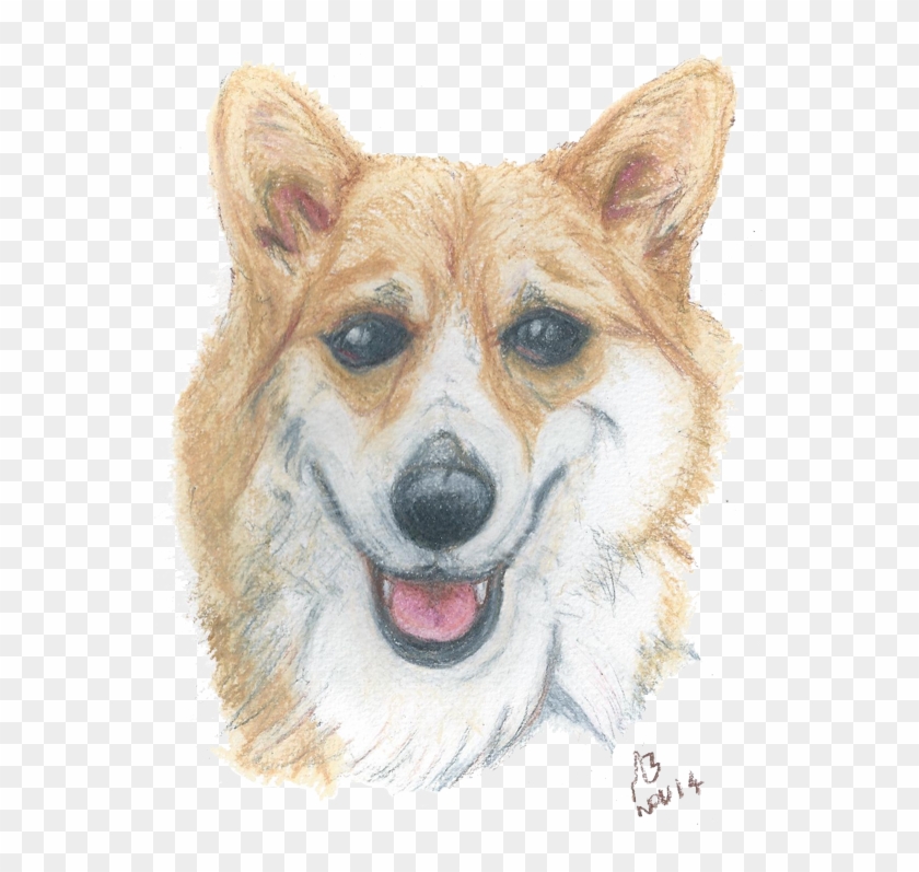 A Watercolour Pencil Drawing Of A Corgi Clipart