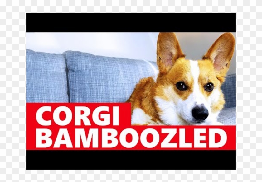 Corgi Tricked Into Taking A Bath - Bamboozled Corgi Clipart