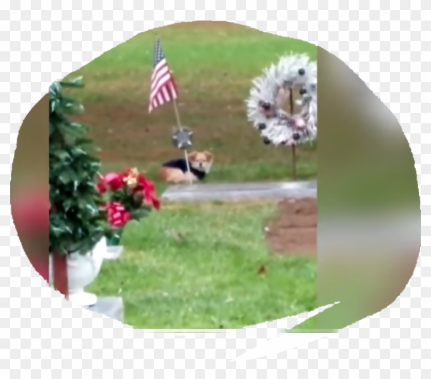 Flag Of The United States Clipart