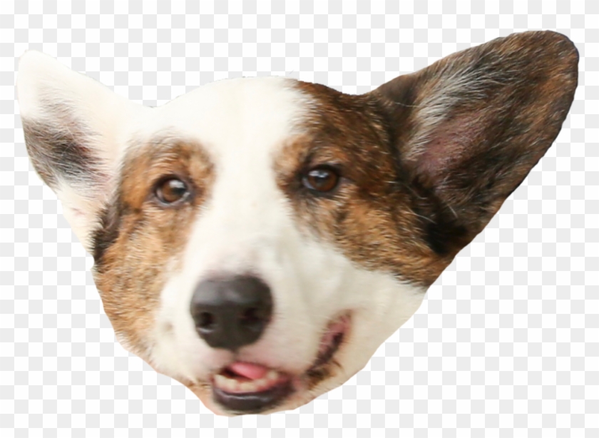 Corgi-1024x753 - Cardigan Welsh Corgi Clipart
