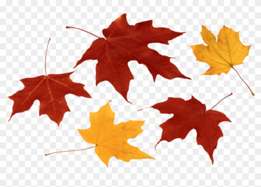 Free Png Download Fall Leaves Clipart Png Photo Png - Transparent Fall Leaves Png #263306