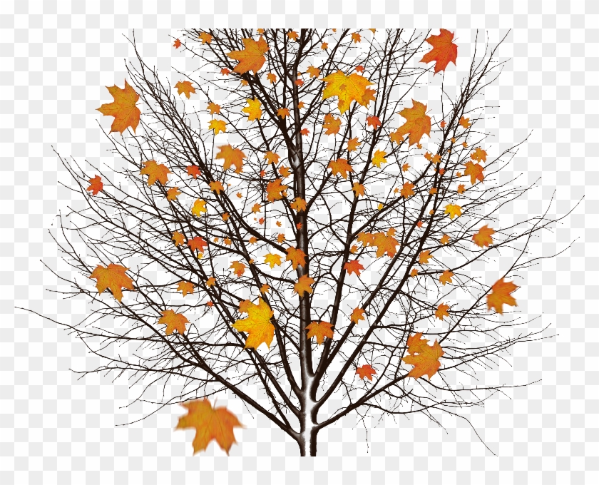Autumn Tree With Leaves Isolated Object Png - Dead Tree Without Background Clipart