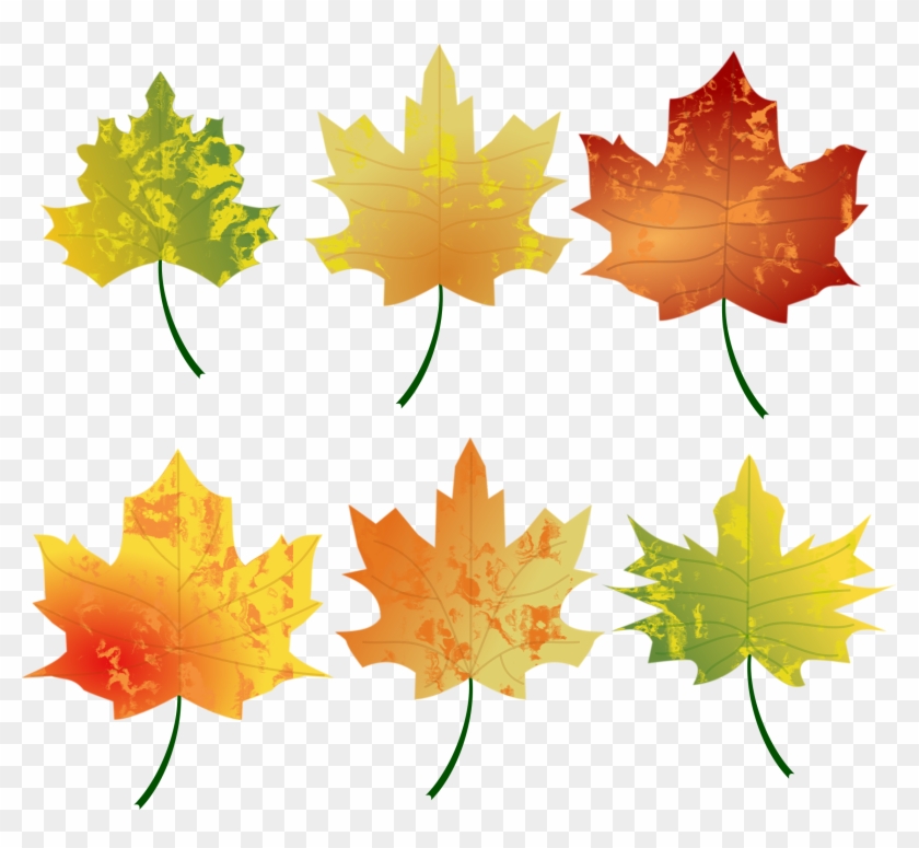 Autumn Leaves Photo - Color Hojas De Otoño Clipart