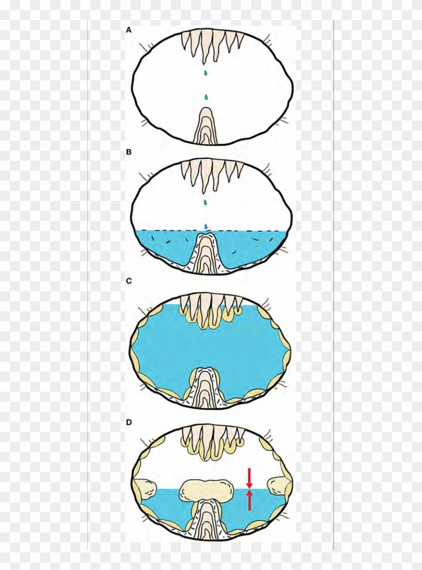 Genesis Of The Mushroom Speleothem - Phreatic Overgrowths Speleothems Clipart #264688