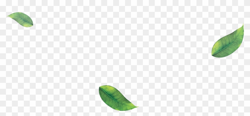 Enzo's Organic Matcha Green Tea Powder Free Shipping - Starfruit Clipart #264968