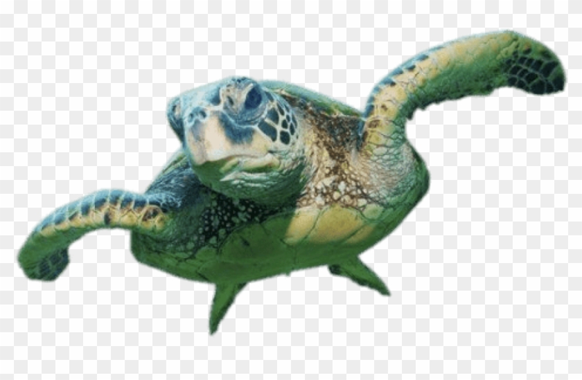 Free Png Download Sea Turtle Front View Png Images - Sea Turtle No Background Clipart #265104