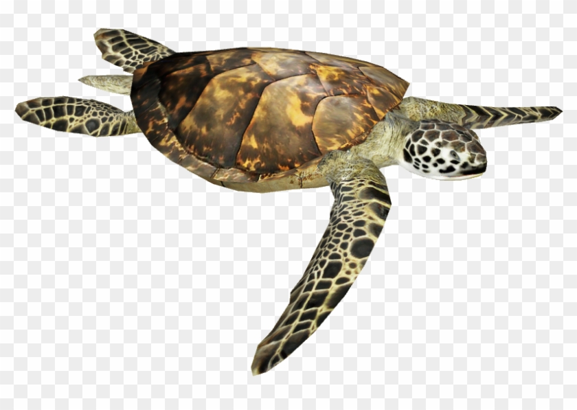 Sea Turtle Png Image - Olive Ridley Png Clipart #265245