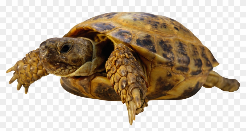 Turtle Png - Turtle Clipart #265511
