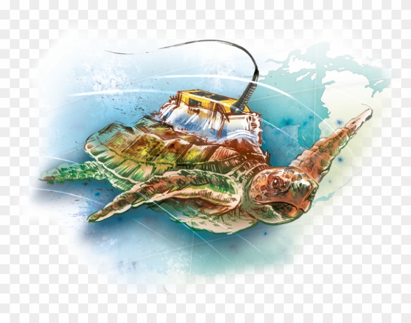 A Tag Was Adhered To Each Turtle's Carapace Using A - Sea Turtles Seaweed Watercolor Clipart