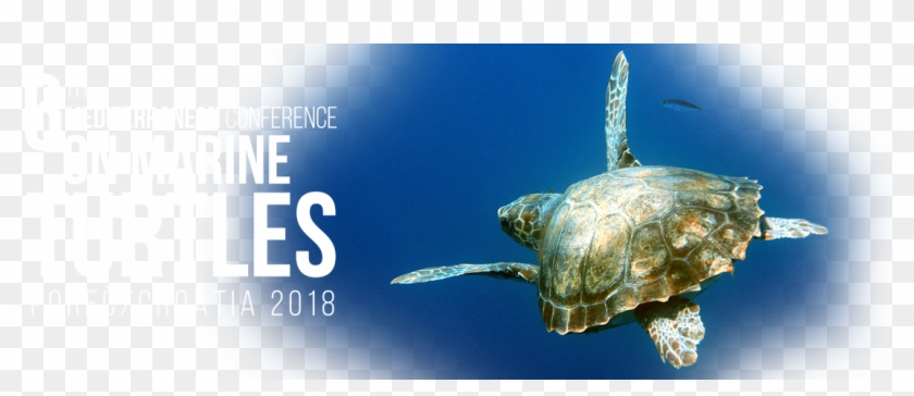 Welcome To The Web Page Of The 6th Mediterranean Conference - Turtle Clipart #265747