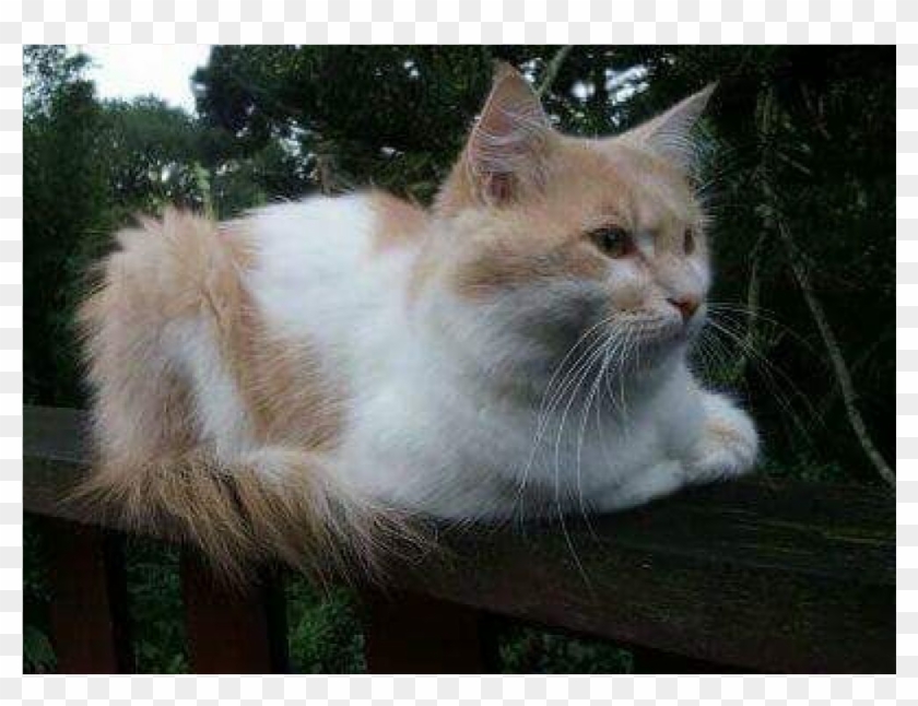 Sightings - Turkish Angora Clipart