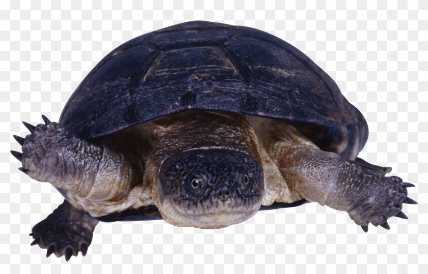 Turtle Png - Snapping Turtle Transparent Background Clipart
