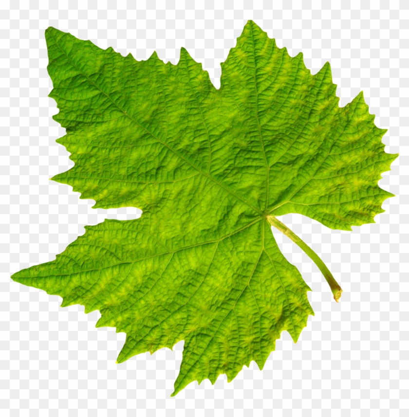 Grape Vine Leaf Png Clipart