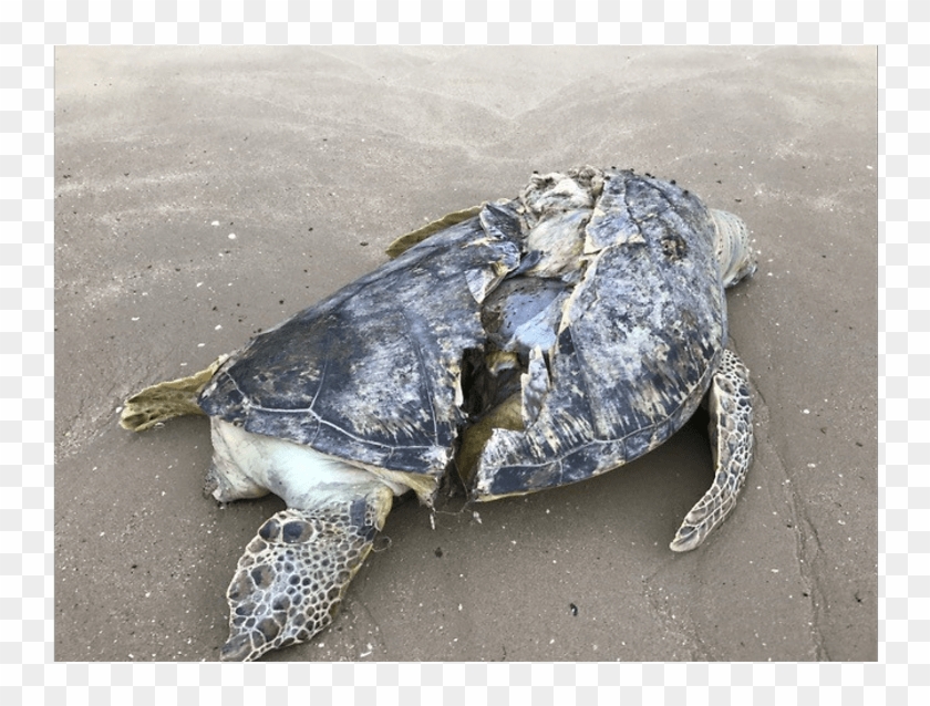 Sea Turtles Without Shells Clipart