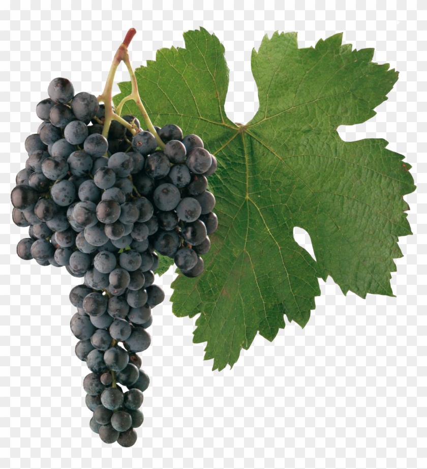 Image - Cabernet Sauvignon Grapes Png Clipart #266339